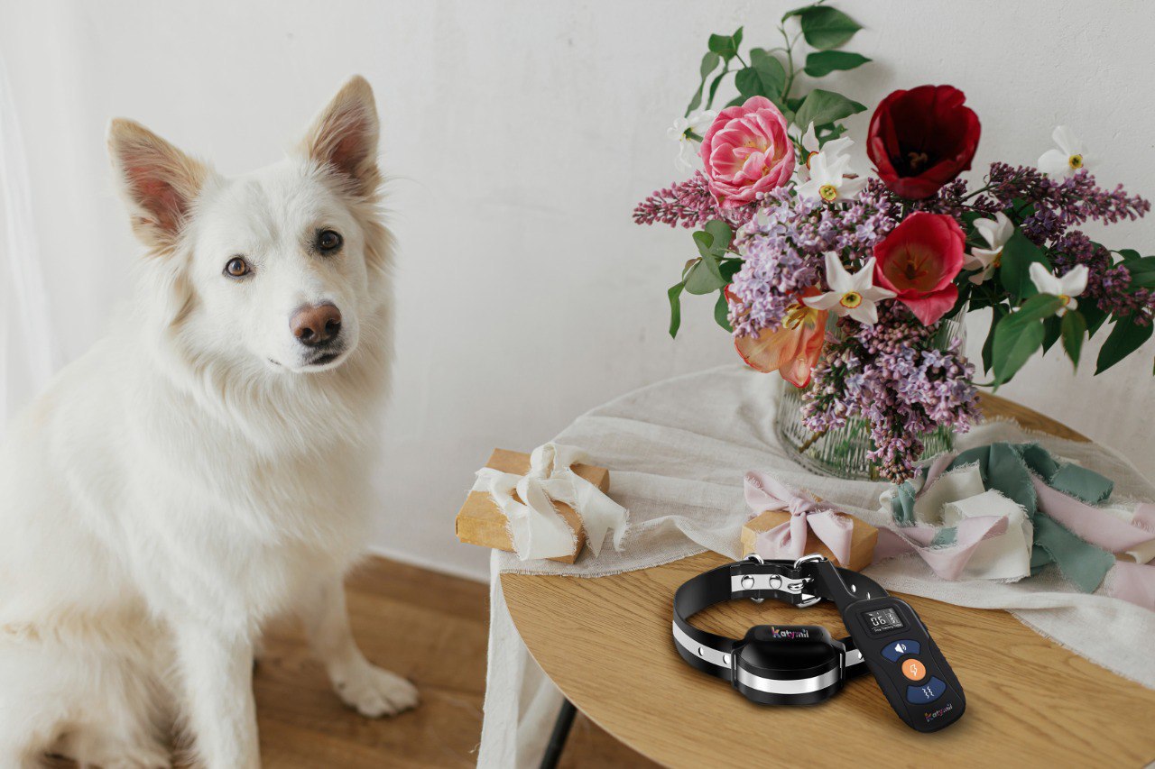 Chien-Produit-03